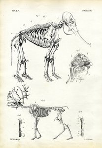 Elefante, 1863-79